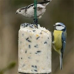 Variationspaket Mit 12 Energiekuchen 1000 Ml 15 Variationspaket Mit 12 Energiekuchen 1000 Ml -Vogel Verkaufe 10040 1 1 1