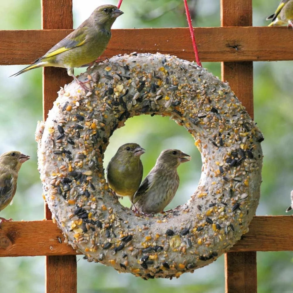 Vogel Verkaufe -Vogel Verkaufe 10090