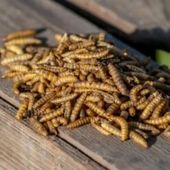 Eimer Mit Getrockneten Kalziumwürmern 600 G -Vogel Verkaufe 280530119 2