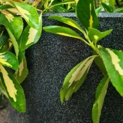 Capi Blumentopf, Recycelt Ø35x34 Oder Ø43x41 Cm -Vogel Verkaufe 300360119 ktg932