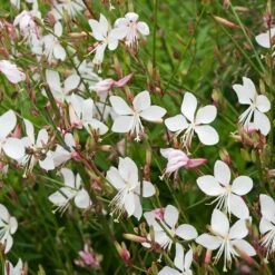 Prachtkerze ‘Whirling Butterflies’ (Gaura Lindheimeri), 4 Stück
