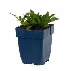 Kissenaster 'Prof. A. Kippenberg', 4 Stück -Vogel Verkaufe 671760120 aster prof a kippenberg studio 1