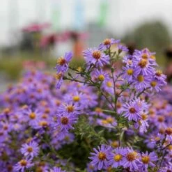 Kissenaster 'Prof. A. Kippenberg', 4 Stück -Vogel Verkaufe 671760120 aster professor anton kippenberg 01 1