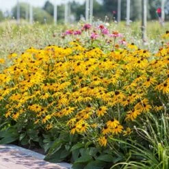 Vogel Verkaufe -Vogel Verkaufe 672680120 2 1