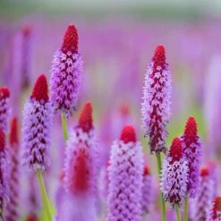 Orchideenprimel (Primula Viallii), 8 Stück -Vogel Verkaufe 80031 1 1