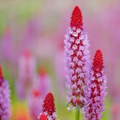 Orchideenprimel (Primula Viallii), 8 Stück -Vogel Verkaufe 80031 2 1