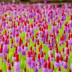 Orchideenprimel (Primula Viallii), 8 Stück -Vogel Verkaufe 80031 orchideeprimula