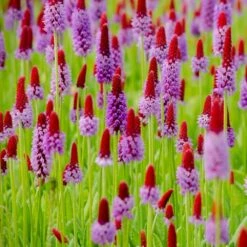 Orchideenprimel (Primula Viallii), 8 Stück -Vogel Verkaufe 80031 orchideeprimula 2