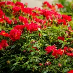 Rose Bijenweelde® Rot, Im Topf -Vogel Verkaufe 80153 bijenweelde rood 2