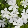 Weisses Immergrün (Vinca Minor Alba), 8 Stück -Vogel Verkaufe 80268 witte maagdenpalm moh 0410 2250 2