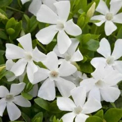Weisses Immergrün (Vinca Minor Alba), 8 Stück