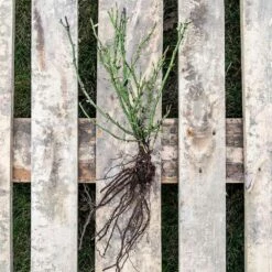 Rose Bijenweelde® Rot, Wurzelnackt (5 Stück) -Vogel Verkaufe 803500120 jvg 2508 8