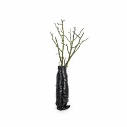 Rose Bijenweelde® Rot, Wurzelnackt (5 Stück) -Vogel Verkaufe 803500120 jvg 7707 8