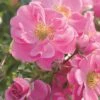 Rose Bijenweelde® Rosa, Wurzelnackt (5 Stück) -Vogel Verkaufe 803540120 bienenweide rosa 1