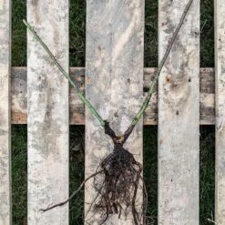 Kletterose Starlet 'Lola', Wurzelnackt (5 Stück) -Vogel Verkaufe 803590120 jvg 2551 1 1