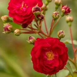 Kletterose Starlet 'Lola', Wurzelnackt (5 Stück)