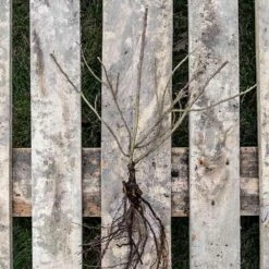 Kartoffelrose Strandperle® Amrun, Wurzelnackt (5 Stück) -Vogel Verkaufe 803680120 jvg 2584 1 1