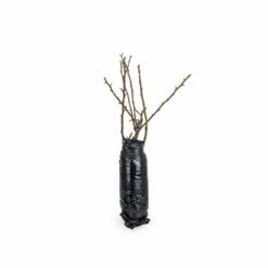 Kartoffelrose Strandperle® Amrun, Wurzelnackt (5 Stück) -Vogel Verkaufe 803680120 jvg 7709 1 1