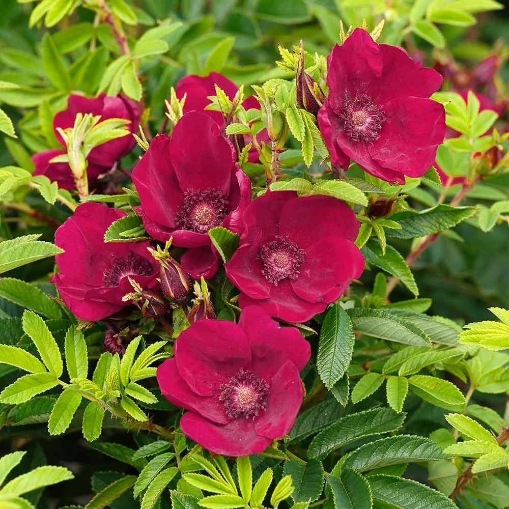 Kartoffelrose Strandperle 'Norderney', Wurzelnackt (5 Stück) 3 Kartoffelrose Strandperle 'Norderney', Wurzelnackt (5 Stück)