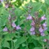 Echter Salbei (Salvia Officinalis), 4 Stück -Vogel Verkaufe 804390120 moh 17076 1