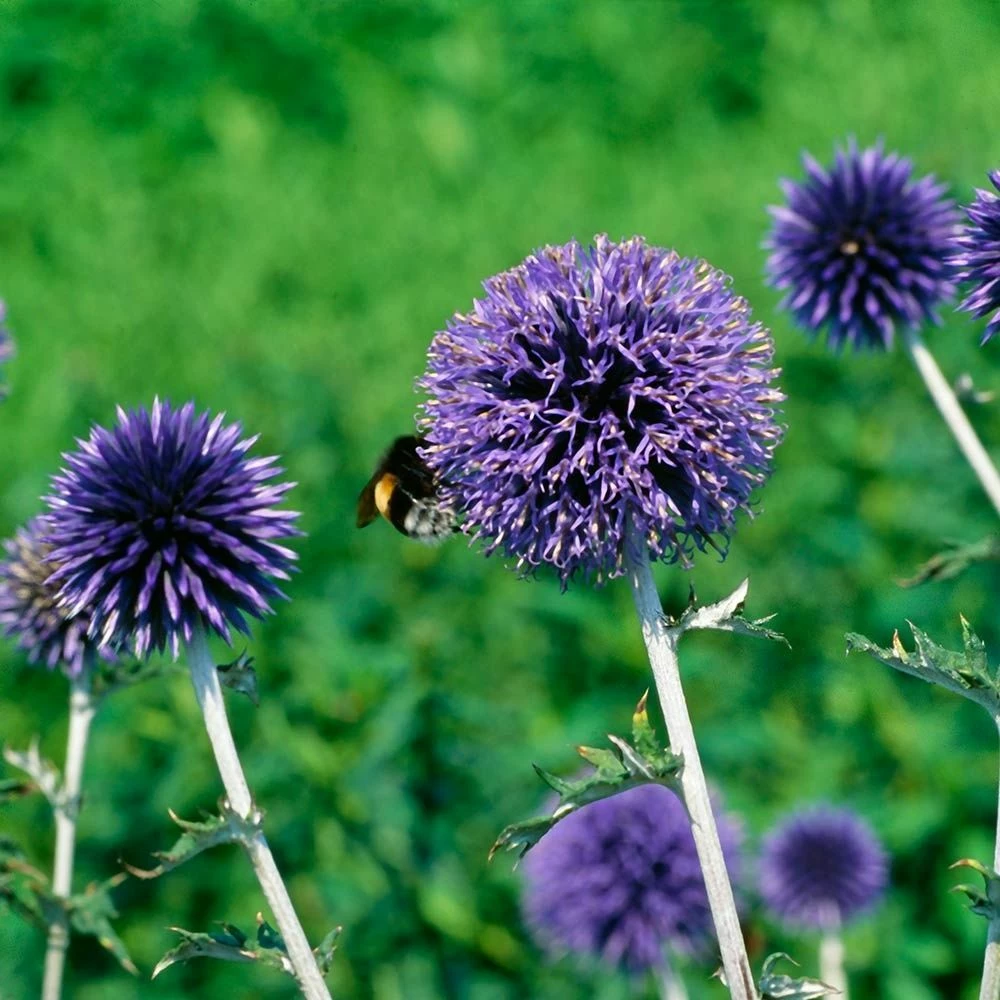 Banater Kugeldistel (Echinops Bannaticus 'Taplow Blue'), 4 Stück 3 Banater Kugeldistel (Echinops Bannaticus 'Taplow Blue'), 4 Stück