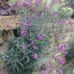 Ausdauernder Goldlack (Erysimum 'Bowles Mauve'), 4 Stück -Vogel Verkaufe 804410120 erysimum bowles mauve 1 1