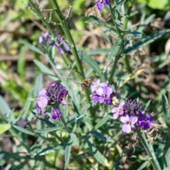 Ausdauernder Goldlack (Erysimum 'Bowles Mauve'), 4 Stück -Vogel Verkaufe 804410120 erysimum bowles mauve dv 0506 1