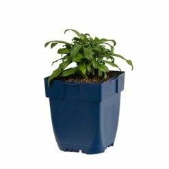 Ausdauernder Goldlack (Erysimum 'Bowles Mauve'), 4 Stück -Vogel Verkaufe 804410120 erysimum bowles mauve studio 1