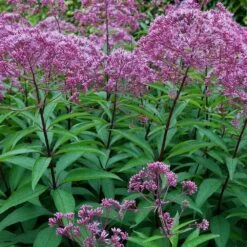 Wasserdost (Eupatorium Dubium 'Little Joe'), 4 Stück