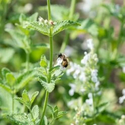Katzenminze (Nepeta Faassenii), 4 Stück -Vogel Verkaufe 804440120 nepeta faassenii alba dv 0582 1