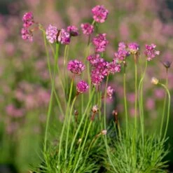 Strand-Grasnelke (Armeria Maritima), 4 Stück