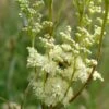 Echtes Mädesüß (Filipendula Ulmaria), 4 Stück -Vogel Verkaufe 804560120 moh 0715 8537 1