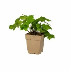 Brauner Storchschnabel (Geranium Phaeum), 4 Stück -Vogel Verkaufe 804570120 pot 8717191531580 1