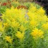 Gewöhnliche Goldrute (Solidago Virgaurea), 4 Stück -Vogel Verkaufe 804760120 moh 0711 7487 1