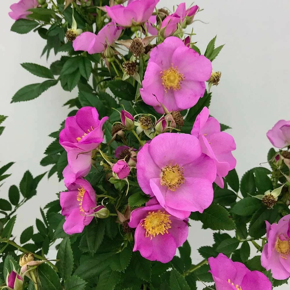 Rose Jam-a-Licious, Wurzelnackt (5 Stück) 3 Rose Jam-a-Licious, Wurzelnackt (5 Stück)