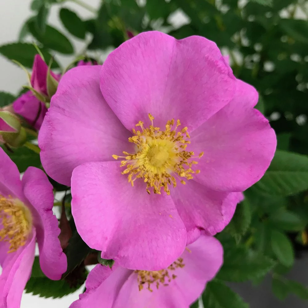 Rose Jam-a-Licious, Wurzelnackt (5 Stück) 4 Rose Jam-a-Licious, Wurzelnackt (5 Stück) – Bild 2