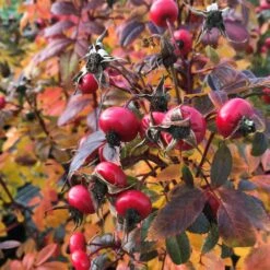 Rose Jam-a-Licious, Wurzelnackt (5 Stück) 8 Rose Jam-a-Licious, Wurzelnackt (5 Stück) -Vogel Verkaufe 804920120 rose jam a licious jam a liciousr herfst low res 1 1