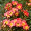 Rose Bijenweelde® Bicolor, Wurzelnackt (5 Stück) -Vogel Verkaufe 80931 bienenweide r bicolor 1 1 1