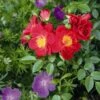 Rosa Bijenweelde® Hellrot, Im Topf -Vogel Verkaufe 80933 80934 bienenweide hellrot 3