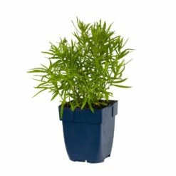 Sumpf-Schafgarbe (Achillea Ptarmica 'The Pearl'), 4 Stück -Vogel Verkaufe 810200120 achillea ptarm the pearl studio 1 1