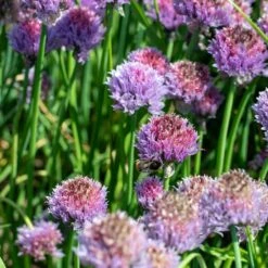 Vogel Verkaufe -Vogel Verkaufe 810210120 alliu senescens dv 0526 1