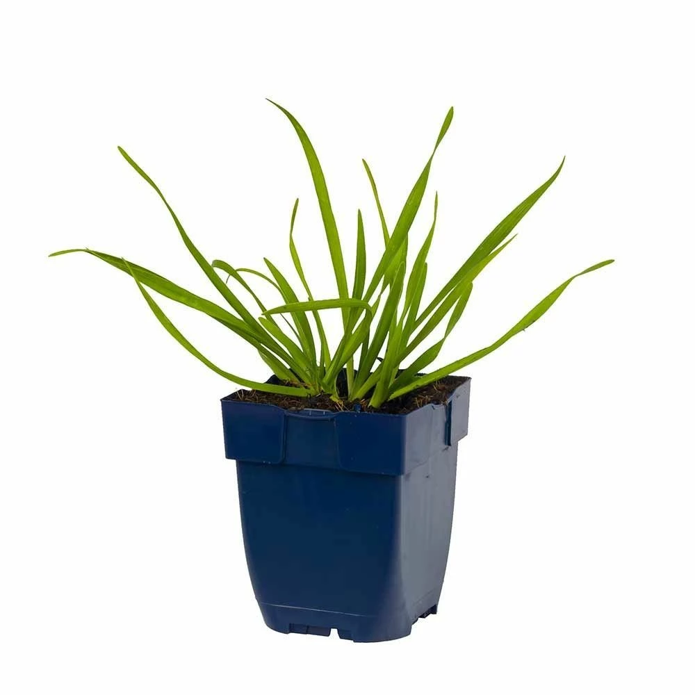 Berg-Lauch (Allium Senescens), 4 Stück 8 Berg-Lauch (Allium Senescens), 4 Stück – Bild 6