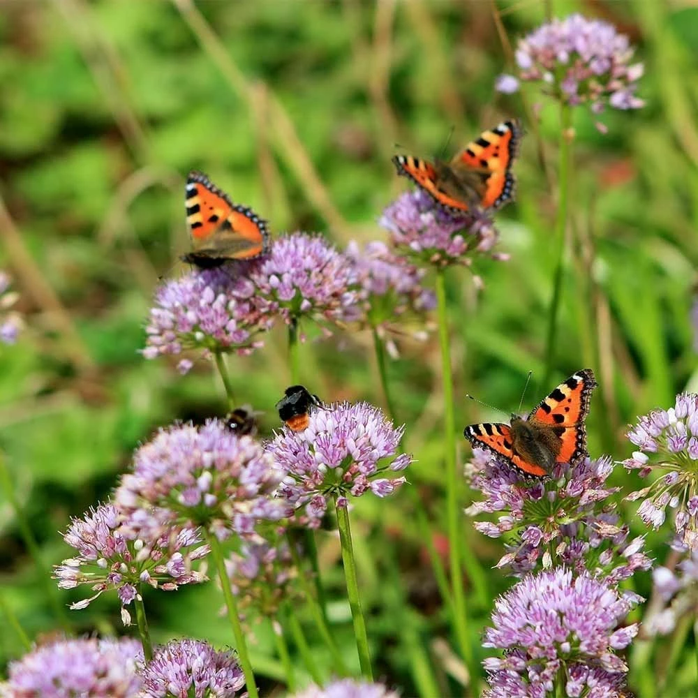 Berg-Lauch (Allium Senescens), 4 Stück 7 Berg-Lauch (Allium Senescens), 4 Stück – Bild 5