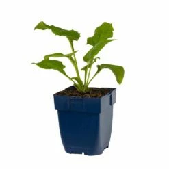 Weißer Sonnenhut (Echinacea Purpurea 'Alba'), 4 Stück -Vogel Verkaufe 810290120 echinacea purp alba studio 1