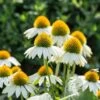 Weißer Sonnenhut (Echinacea Purpurea 'Alba'), 4 Stück -Vogel Verkaufe 810290120 echinacea purp alba 1