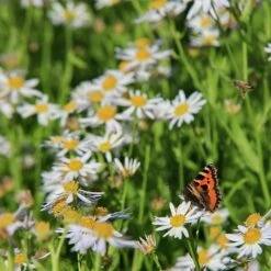 Garten-Schönaster (Kalimeris Incisa), 4 Stück -Vogel Verkaufe 810350120 kalimeris incisa 1 1
