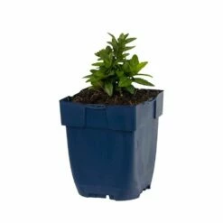 Garten-Schönaster (Kalimeris Incisa), 4 Stück -Vogel Verkaufe 810350120 kalimeris incisa studio 1