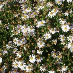 Garten-Schönaster (Kalimeris Incisa), 4 Stück -Vogel Verkaufe 810350120 kalimeris incisa 1