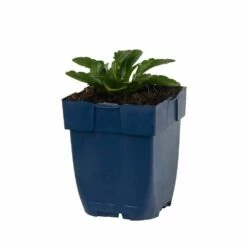 Margerite 'Maikönigin' (Leucanthemum), 4 Stück -Vogel Verkaufe 810360120 kalimeris incisa nana blue studio 1 1