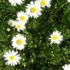 Margerite 'Maikönigin' (Leucanthemum), 4 Stück 1 Margerite 'Maikönigin' (Leucanthemum), 4 Stück -Vogel Verkaufe 810380120 leucanthemum vulgare maikonigin 1
